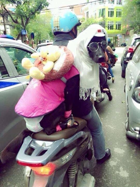 Thời trang của hội thú cưng trong thời tiết rét đậm: Khi “sen” làm stylist cho các “boss“ ảnh 6
