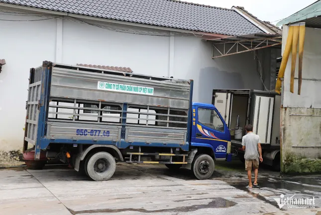 Cảnh khó hình dung ở lò giết mổ heo gia công cho C.P. Việt Nam tại Hậu Giang ảnh 2