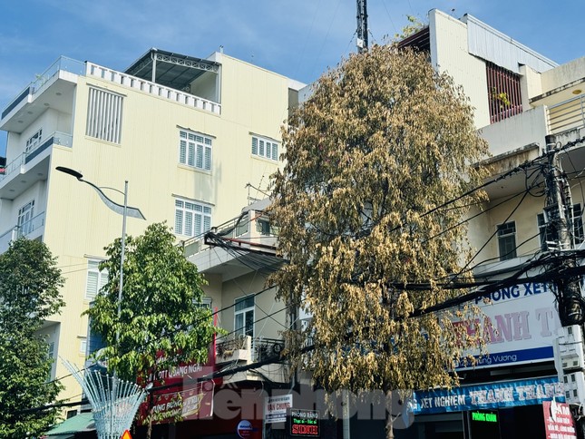 Cây xanh trên phố chết bất thường ở Quảng Ngãi ảnh 4