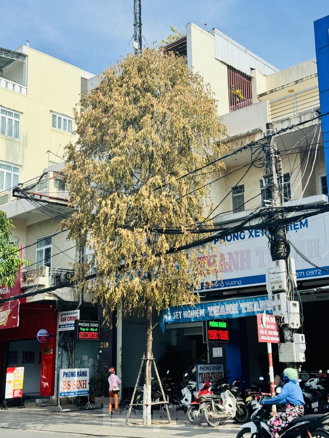 Cây xanh trên phố chết bất thường ở Quảng Ngãi ảnh 1