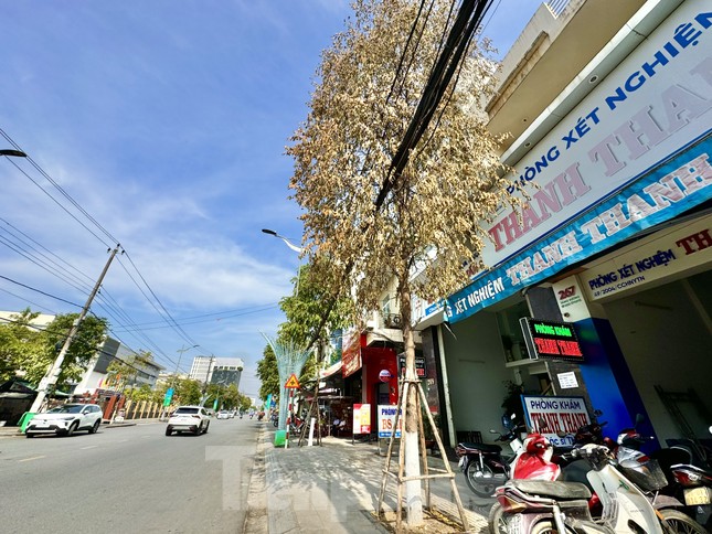 Cây xanh trên phố chết bất thường ở Quảng Ngãi ảnh 3
