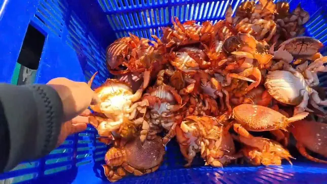 Thả cua &apos;tiến vua&apos; mang trứng về biển, hồi sinh hệ sinh thái ven bờ ảnh 4