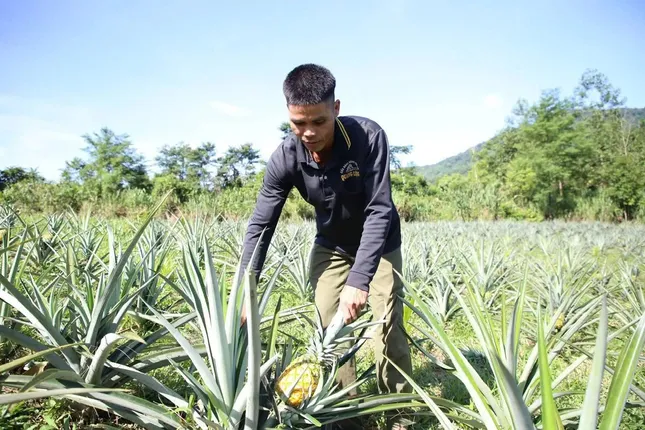 Quảng Ngãi giảm nghèo ấn tượng, từ 9% xuống 2,5% ảnh 2