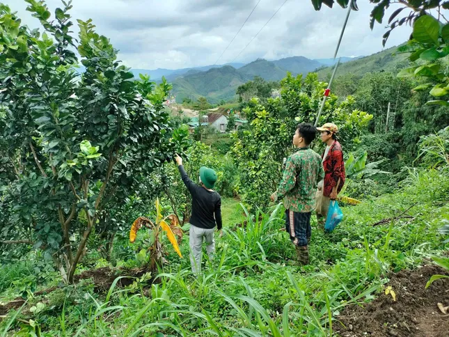 Miền núi Quảng Ngãi bừng sáng từ &apos;cần câu&apos; sinh kế ảnh 4