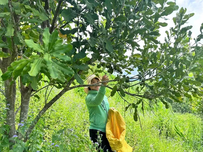 Miền núi Quảng Ngãi bừng sáng từ &apos;cần câu&apos; sinh kế ảnh 3