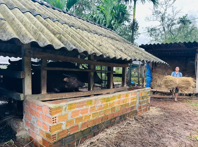 Miền núi Quảng Ngãi bừng sáng từ &apos;cần câu&apos; sinh kế ảnh 2