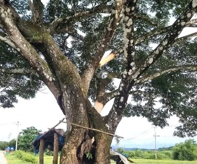 Nhiều cây me tây cổ thụ ở Quảng Ngãi bị cạo vỏ ảnh 1