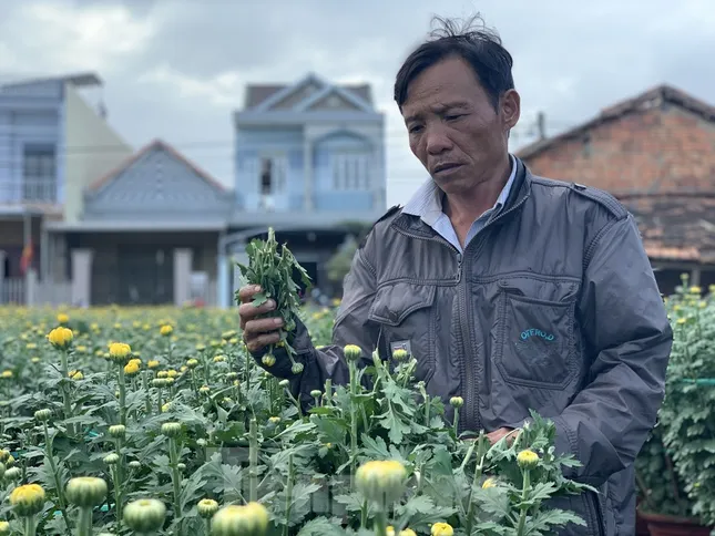 Hàng trăm chậu hoa cúc của nông dân ở Quảng Ngãi bị đập phá trong đêm ảnh 1