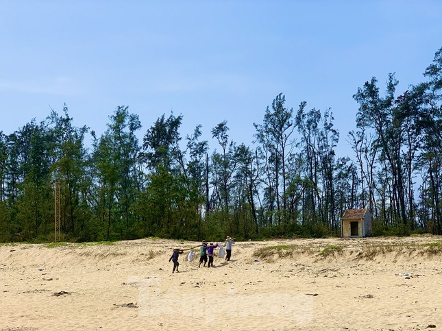 Ngư dân bỏ túi tiền triệu mỗi ngày nhờ cào ‘lộc biển’ ảnh 12