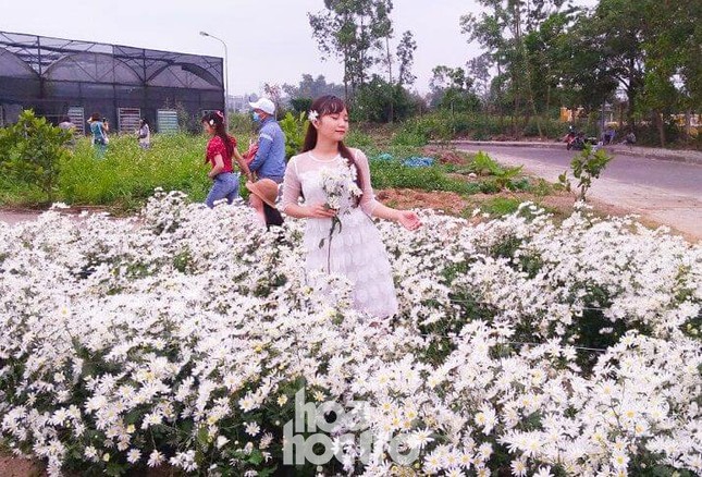Đà Nẵng: Cúc họa mi đang mùa nở rộ, bạn đã kịp chụp bộ ảnh “sống ảo” nào chưa? ảnh 5