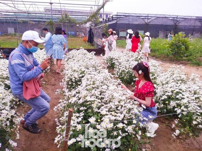 Đà Nẵng: Cúc họa mi đang mùa nở rộ, bạn đã kịp chụp bộ ảnh “sống ảo” nào chưa? ảnh 4