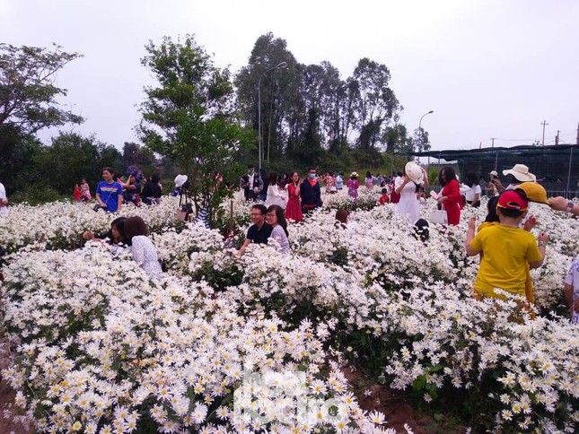 Đà Nẵng: Cúc họa mi đang mùa nở rộ, bạn đã kịp chụp bộ ảnh “sống ảo” nào chưa? ảnh 1