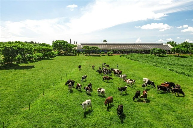 Kinh nghiệm tiết kiệm, chuyển đổi năng lượng xanh phục vụ sản xuất của Vinamilk ảnh 3