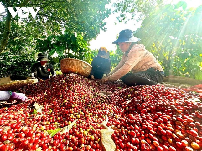 Việt Nam có cà phê đặc sản, giá cao gấp đôi mặt bằng thế giới ảnh 3