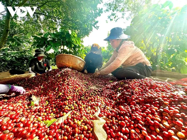 Việt Nam có cà phê đặc sản, giá cao gấp đôi mặt bằng thế giới ảnh 3