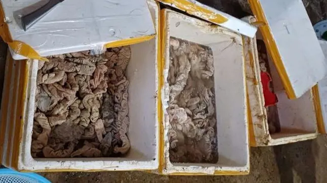 Kinh doanh hơn 3,4 tấn nội tạng động vật không rõ nguồn gốc bị phạt 126 triệu đồng ảnh 1