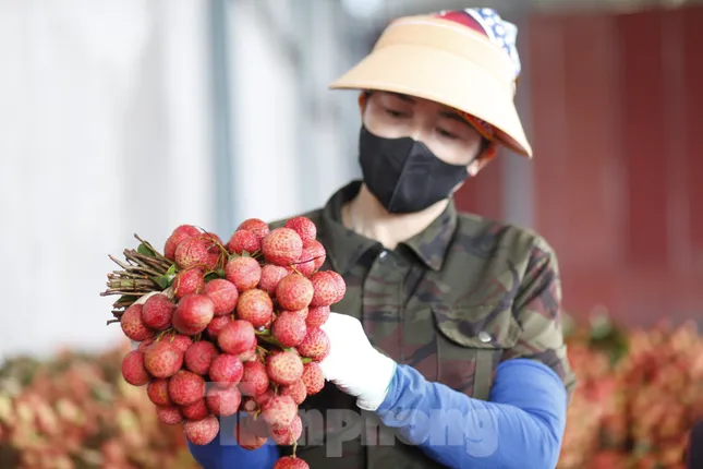 Đi chợ vải thiều Bắc Giang ảnh 10