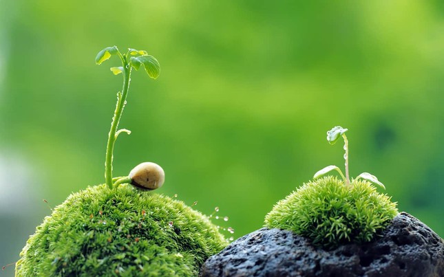 Đối mặt với nỗi buồn "Không Vào Được Trường Chuyên", đừng bỏ cuộc! ảnh 2