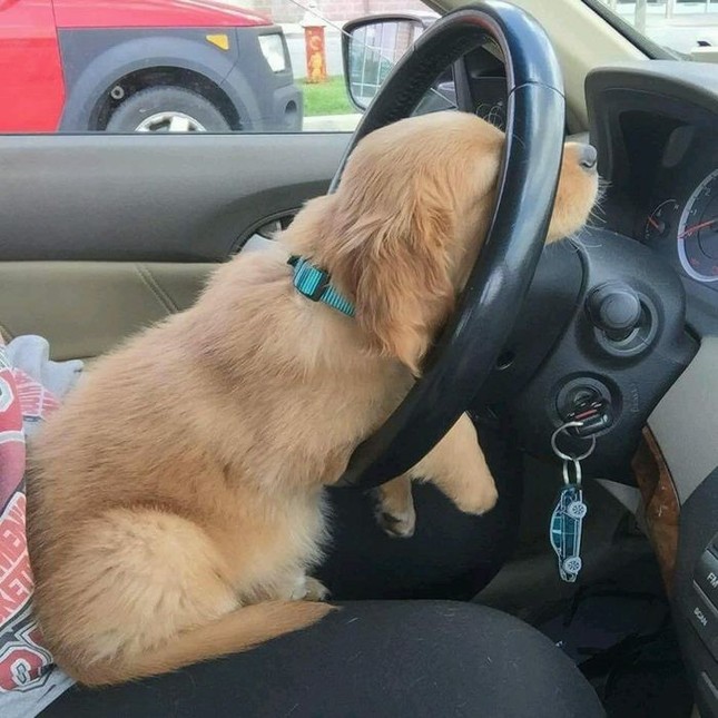 Bất ngờ với biểu cảm siêu cưng của "đại boss" khi lần đầu được cầm vô lăng ảnh 6