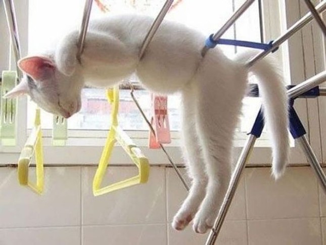 Những bức ảnh này chứng minh một điều: Các em mèo toàn thích làm điều kỳ quặc ảnh 5