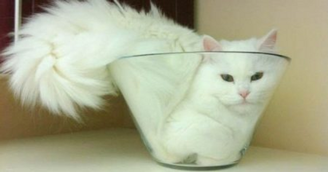 Những bức ảnh này chứng minh một điều: Các em mèo toàn thích làm điều kỳ quặc ảnh 1