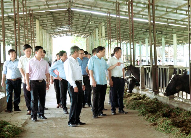 Đưa Mộc Châu trở thành trung tâm bò sữa lớn nhất Việt Nam ảnh 1
