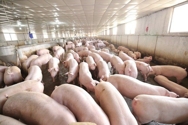Việt Nam có kết quả tích cực trong nghiên cứu vắc-xin dịch tả lợn châu Phi ảnh 1
