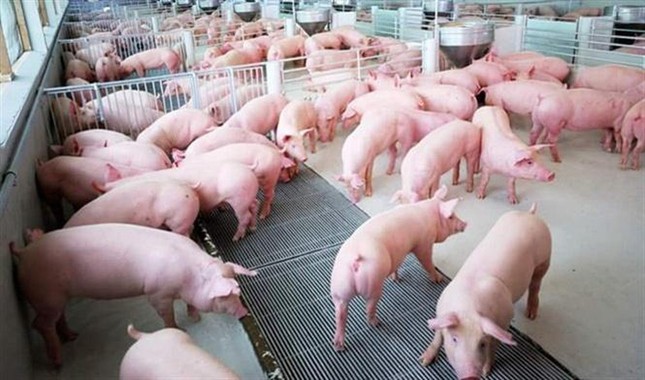 Trong 'bão' dịch tả lợn châu Phi: Việt Nam có bao nhiêu vùng an toàn dịch bệnh? ảnh 1