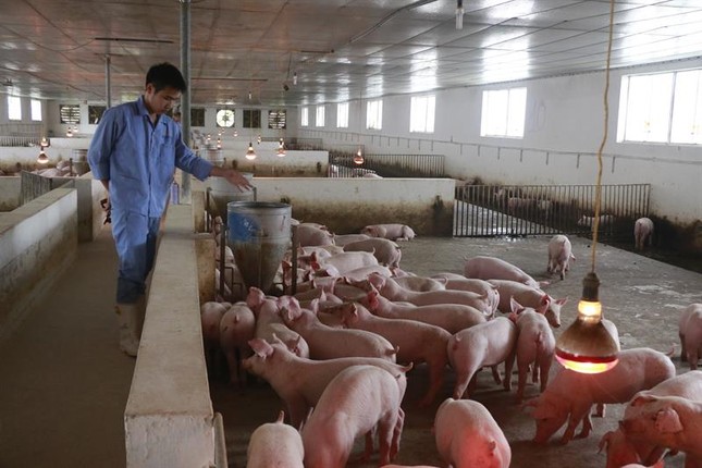 Lên phương án nhập khẩu 100.000 tấn thịt lợn dịp Tết ảnh 1