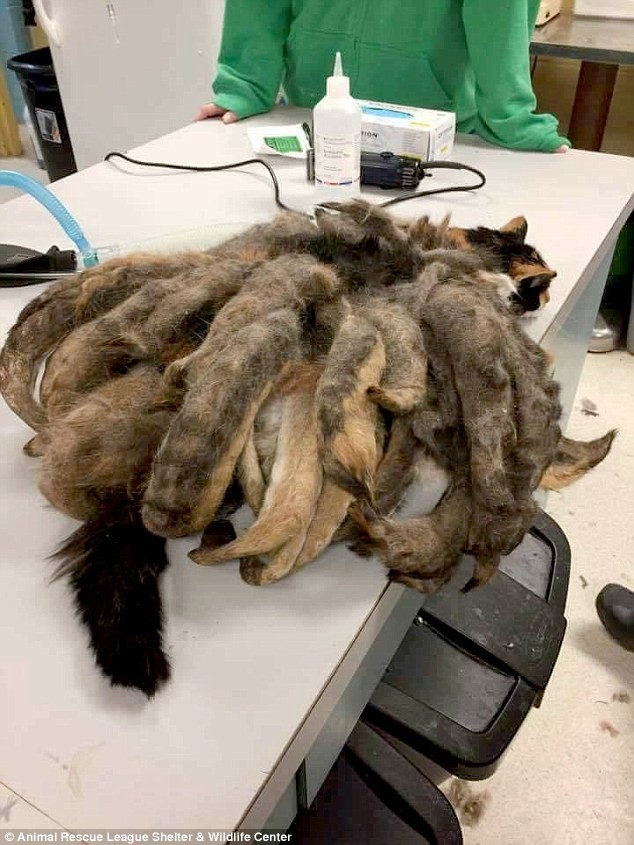 Cat turns into 'octopus' after being abandoned for many years photo 1