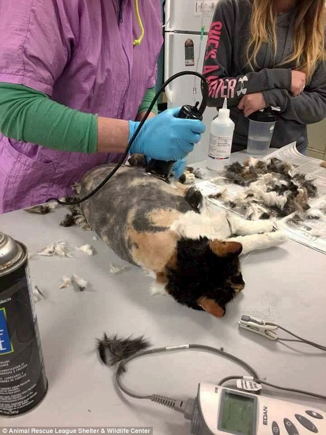 Cat turns into 'octopus' after being abandoned for many years photo 2
