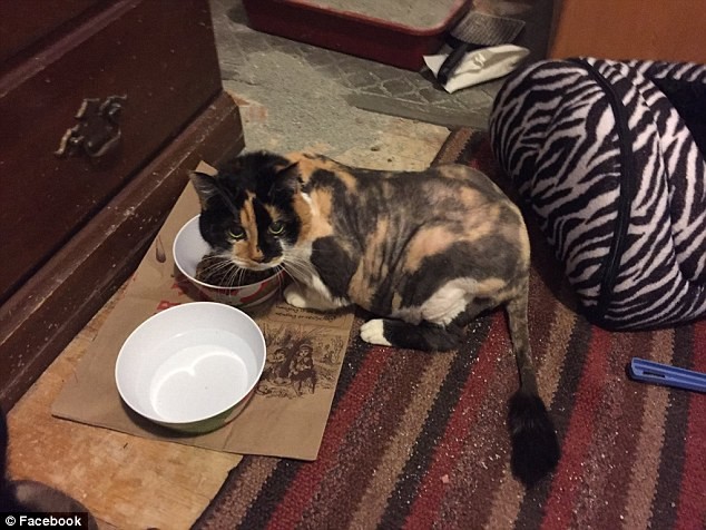 Cat turns into 'octopus' after being abandoned for many years photo 3