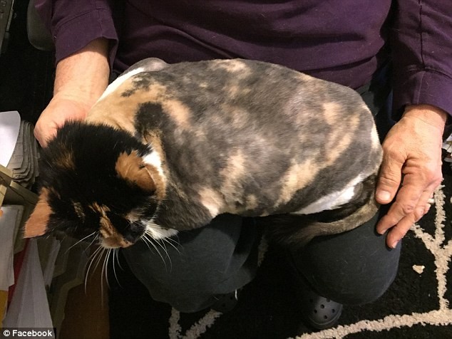Cat turns into 'octopus' after being abandoned for many years photo 4