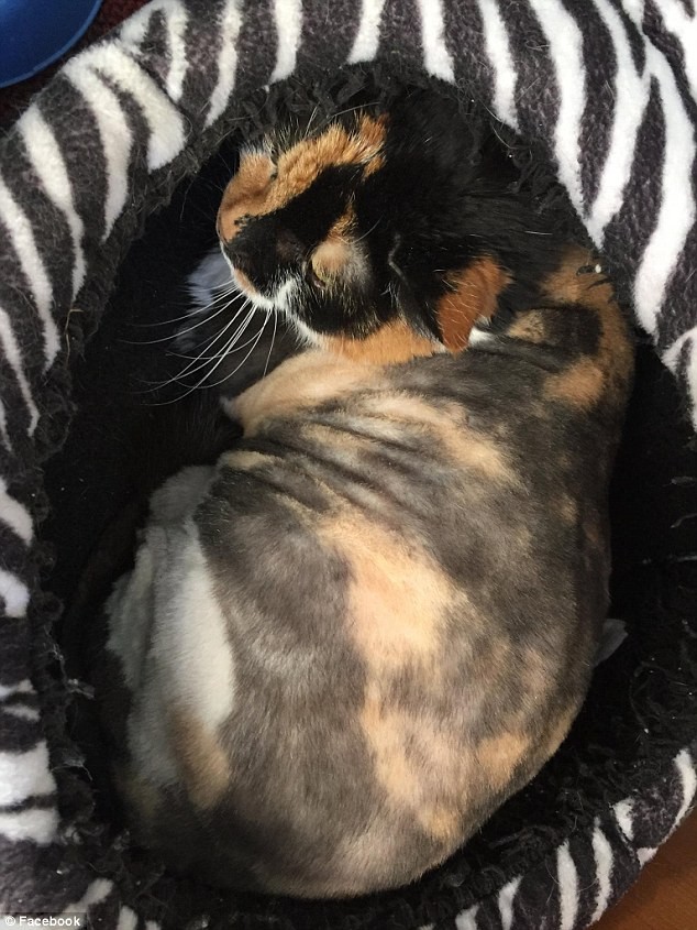 Cat turns into 'octopus' after being abandoned for many years photo 5