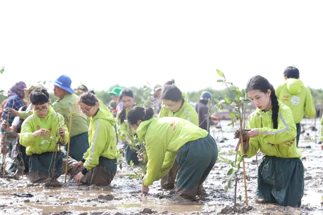 Bạn trẻ chung tay trồng hàng nghìn cây xanh vùng ngập mặn ảnh 4