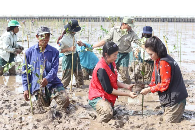 Bạn trẻ chung tay trồng hàng nghìn cây xanh vùng ngập mặn ảnh 3