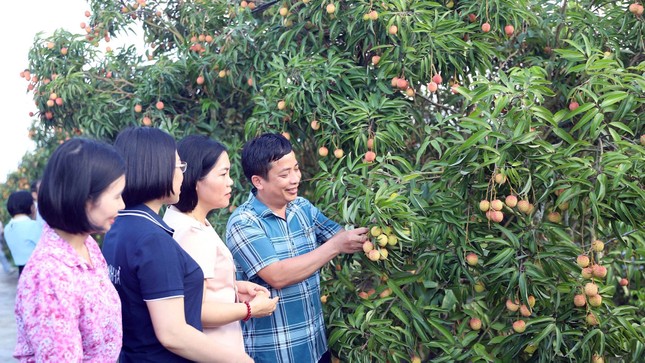 Thương lái Trung Quốc rục rịch thu mua vải Thanh Hà ảnh 1
