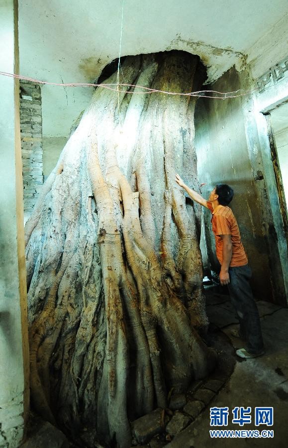 Cây cổ thụ trăm năm tuổi mọc xuyên qua ngôi nhà ba tầng ảnh 2