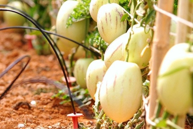6 loại rau quả độc, lạ xứ Đà Lạt ảnh 3