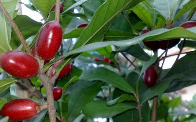 6 loại rau quả độc, lạ xứ Đà Lạt ảnh 6
