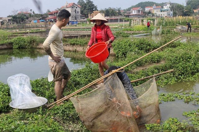 Thủ phủ cá chép đỏ xuất 50 tấn cá phục vụ ông Công ông Táo ảnh 1