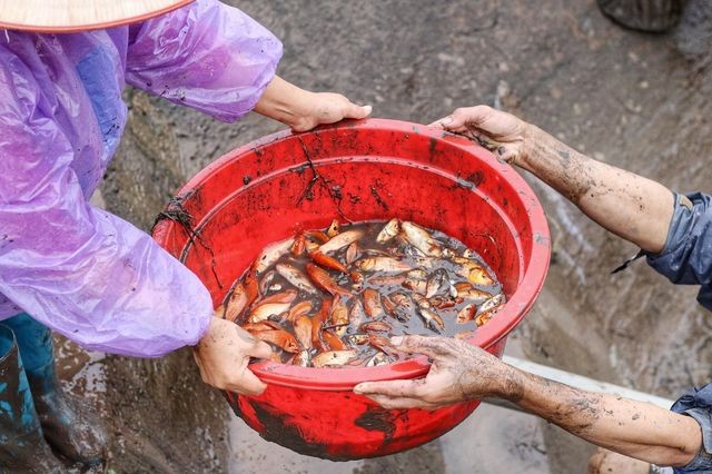 Thủ phủ cá chép đỏ xuất 50 tấn cá phục vụ ông Công ông Táo ảnh 2