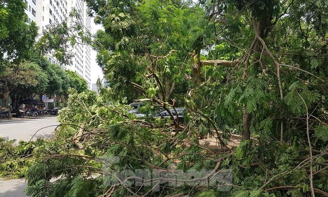 Xôn xao loạt cây xanh bật gốc lộ nguyên vỏ bọc rễ sau mưa dông ở Linh Đàm ảnh 12