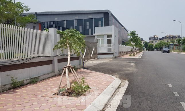 Xôn xao loạt cây xanh bật gốc lộ nguyên vỏ bọc rễ sau mưa dông ở Linh Đàm ảnh 1