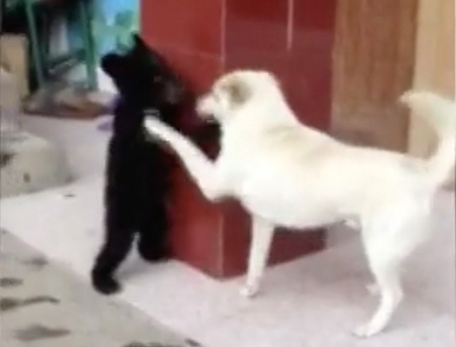 Tưởng nhầm là chó, người đàn ông đưa gấu về nhà làm thú cưng ảnh 1
