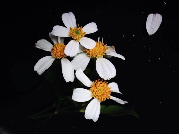Đằng sau bức ảnh hoa xuyến chi nghìn like khiến dân "sống ảo" nể phục ảnh 2