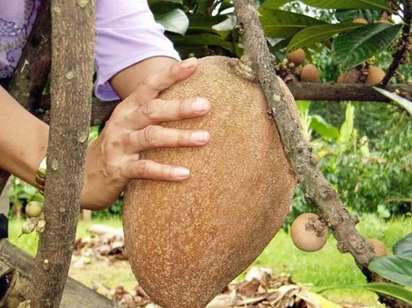 Kinh ngạc giống hồng xiêm "khủng": Ruột đỏ, nặng 2kg, giá gần 1 triệu đồng/cây giống ảnh 1