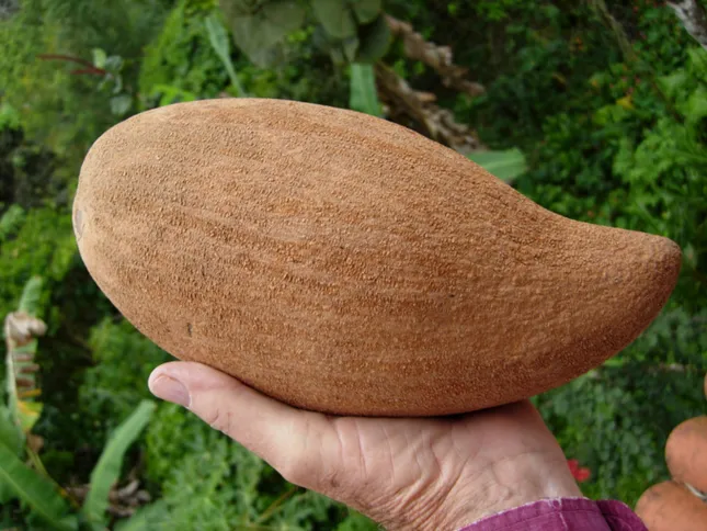 Kinh ngạc giống hồng xiêm "khủng": Ruột đỏ, nặng 2kg, giá gần 1 triệu đồng/cây giống ảnh 5