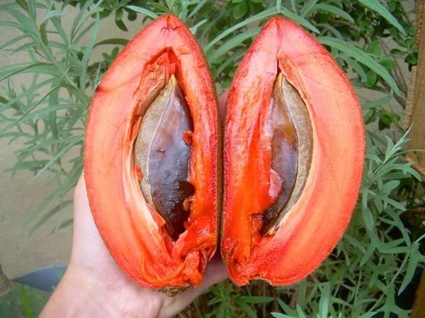 Kinh ngạc giống hồng xiêm "khủng": Ruột đỏ, nặng 2kg, giá gần 1 triệu đồng/cây giống ảnh 2