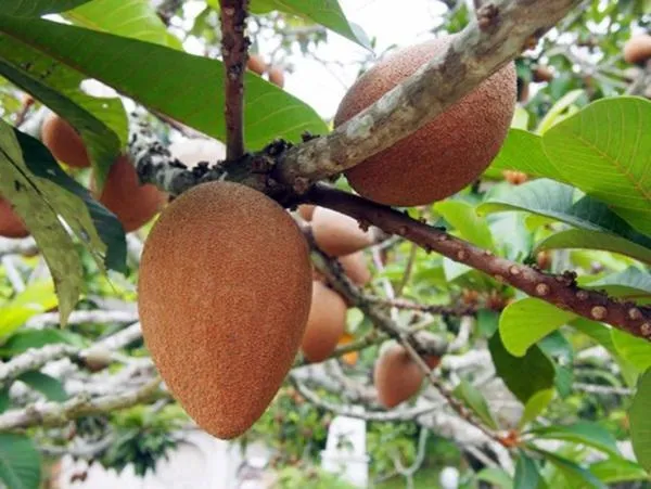 Kinh ngạc giống hồng xiêm "khủng": Ruột đỏ, nặng 2kg, giá gần 1 triệu đồng/cây giống ảnh 6